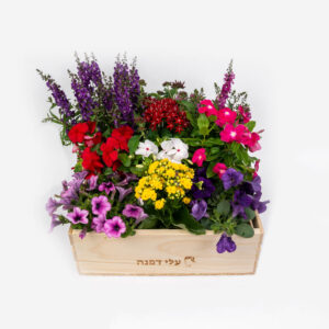 משלוחי פרחים בחולון, Aley Dafna
