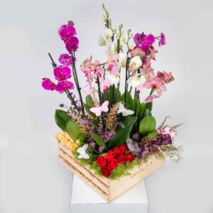 משלוחי פרחים בהרצליה, Aley Dafna
