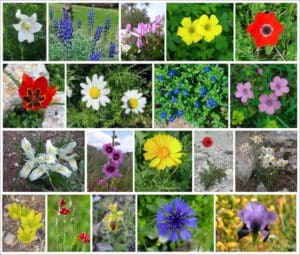 Flowers of Israel