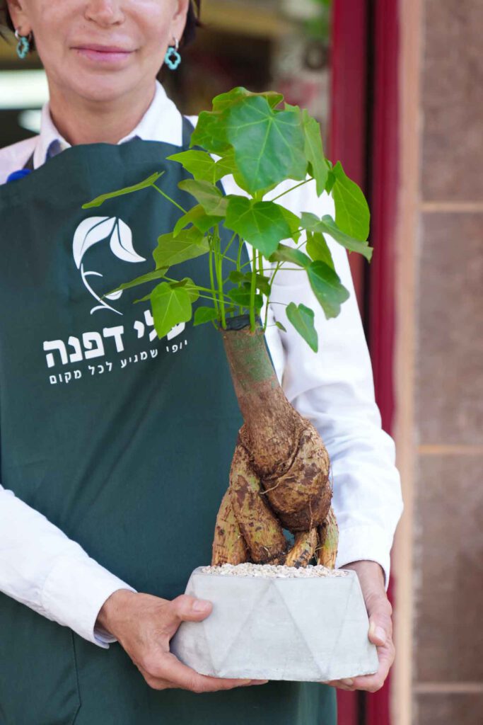 עלי דפנה חנות פרחים_עציץ_צילום סיילוגרף
