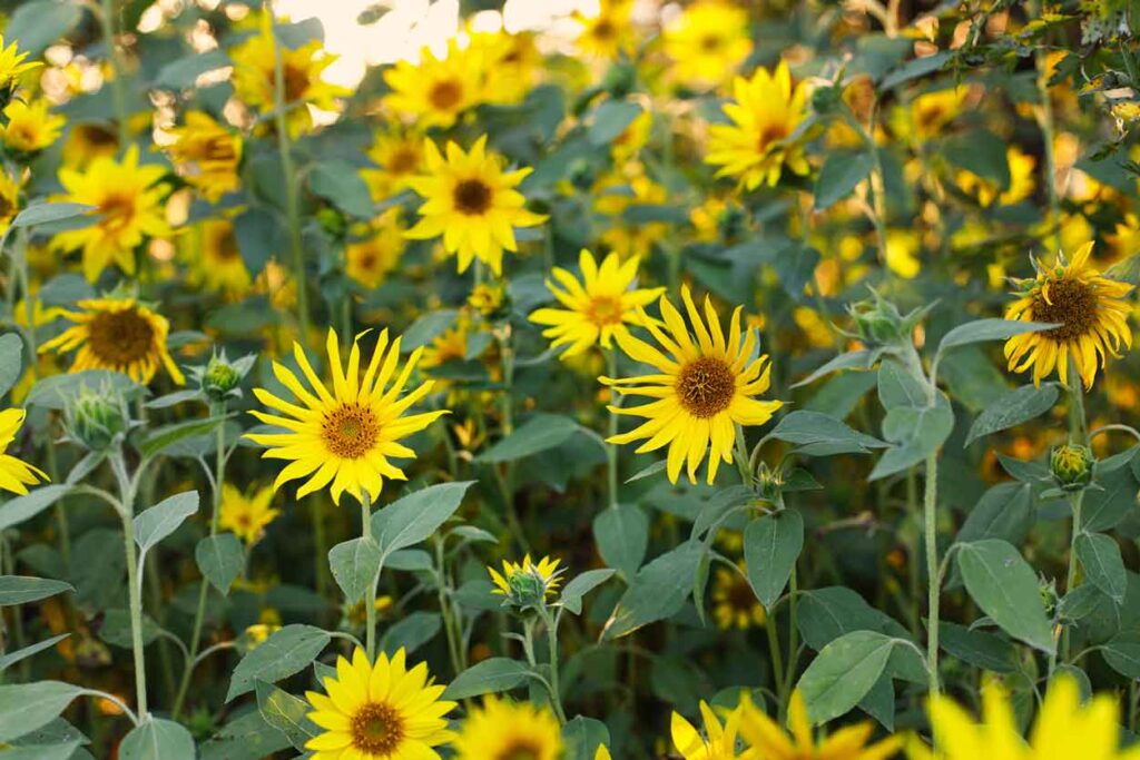 חמנית-(Helianthus-annuus)_עלי-דפנה
