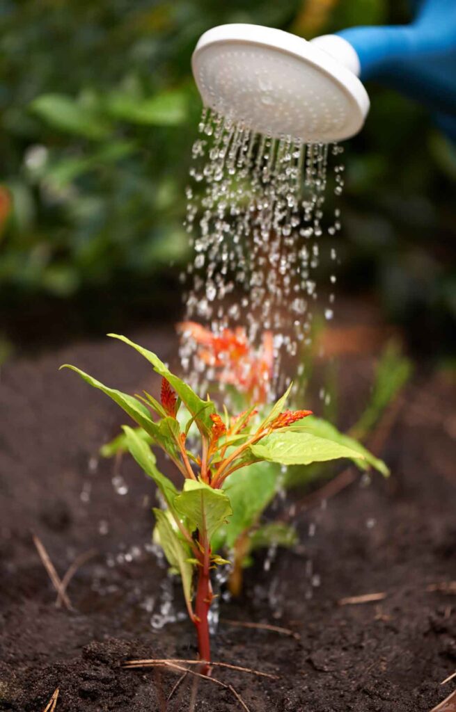 עלי-דפנה_השקיה-של-מצח_גידול-נכון
bay-leaves_irrigating-the-forehead_growing-correctly