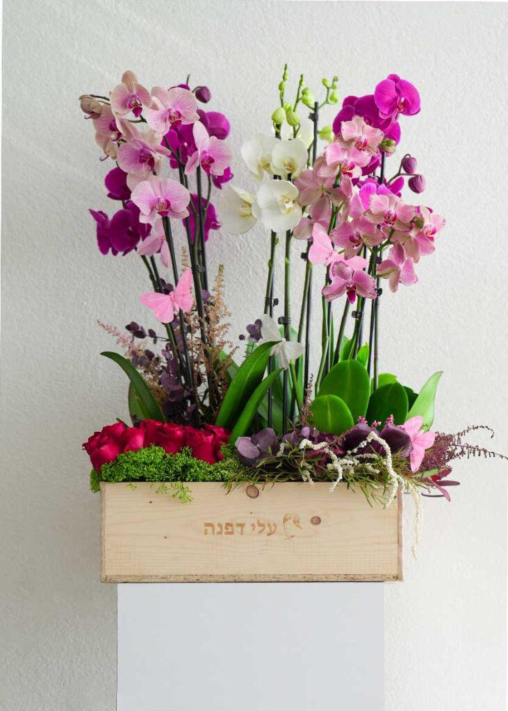 עלי דפנה_סחלבים_קופסה
bay leaves_orchids_box