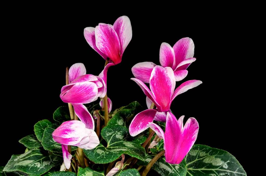 רקפת-(Cyclamen-persicum)_עלי-דפנה
