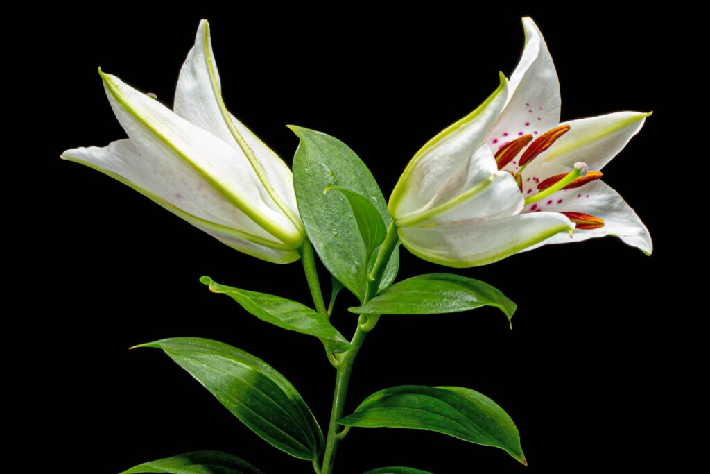 שושן-צחור-(Lilium-candidum)_עלי-דפנה
