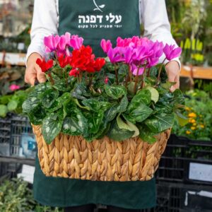 אדום ורוד_עלי דפנה