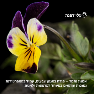 אילו צמחים משגשגים בעיקר בחורף? אמנון ותמר בעלי דפנה חנות פרחים