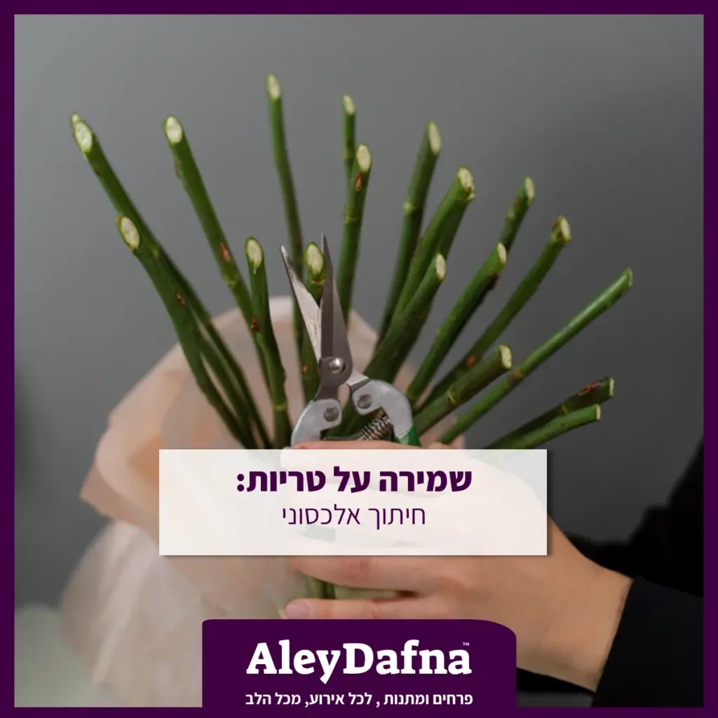 שמירה על טריות חיתוך אלכסוני